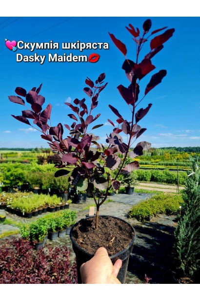 Скумпія шкіряна Даскі Мейден - 3л/вис.30-40см/Ø20-30см